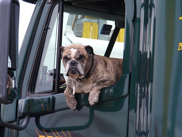 pes v náklaďáku