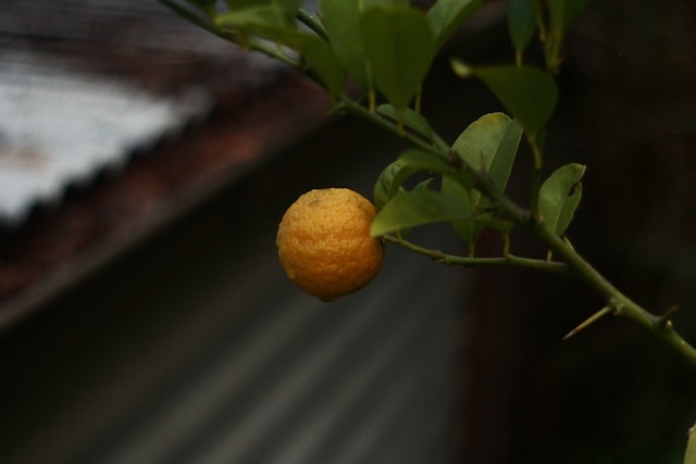 yuzu